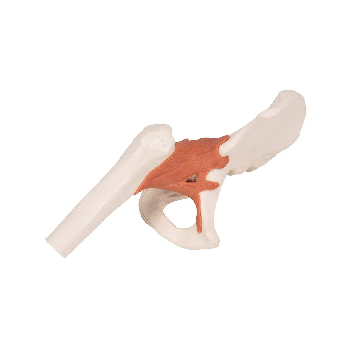 3B Scientific A81 Functional Hip Joint - 3B Smart Anatomy