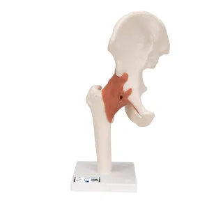 3B Scientific A81 Functional Hip Joint - 3B Smart Anatomy