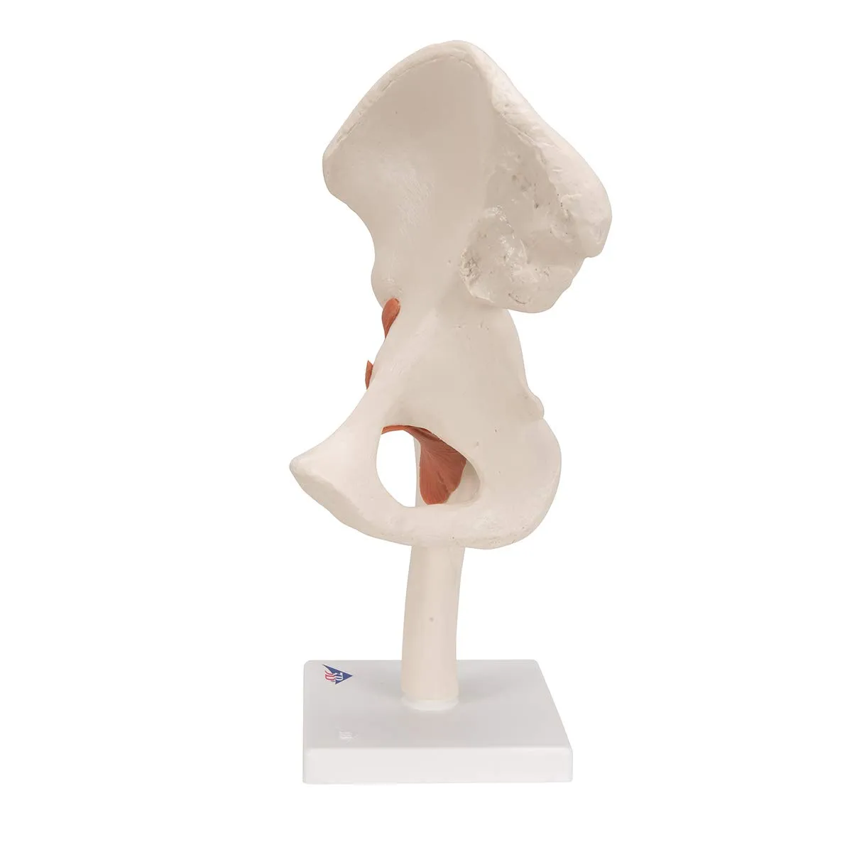 3B Scientific A81 Functional Hip Joint - 3B Smart Anatomy
