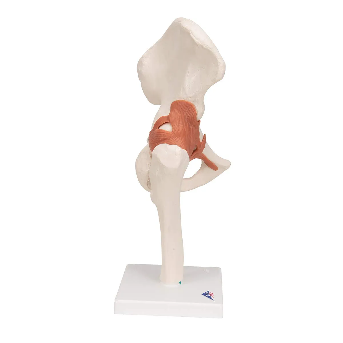 3B Scientific A81 Functional Hip Joint - 3B Smart Anatomy