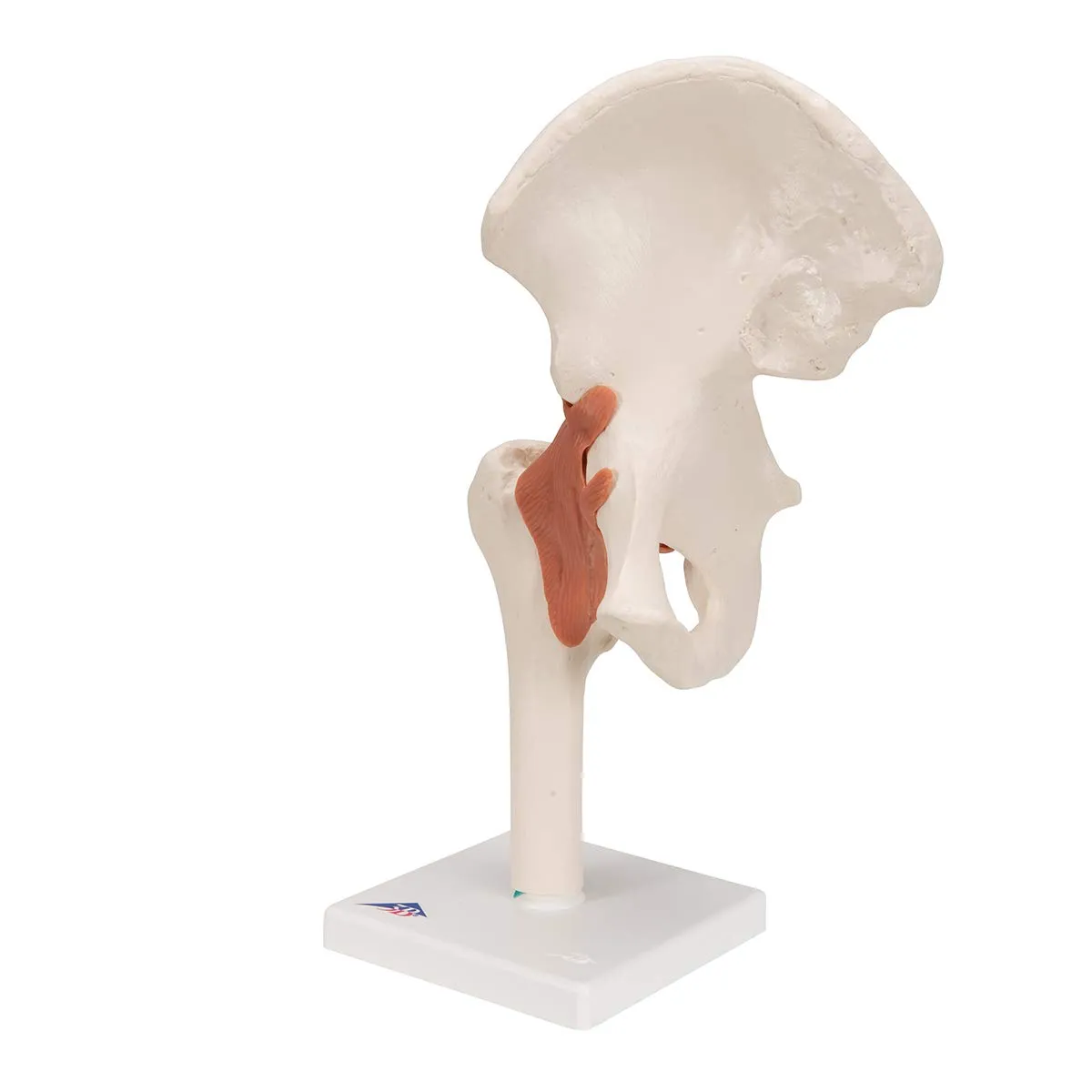 3B Scientific A81 Functional Hip Joint - 3B Smart Anatomy