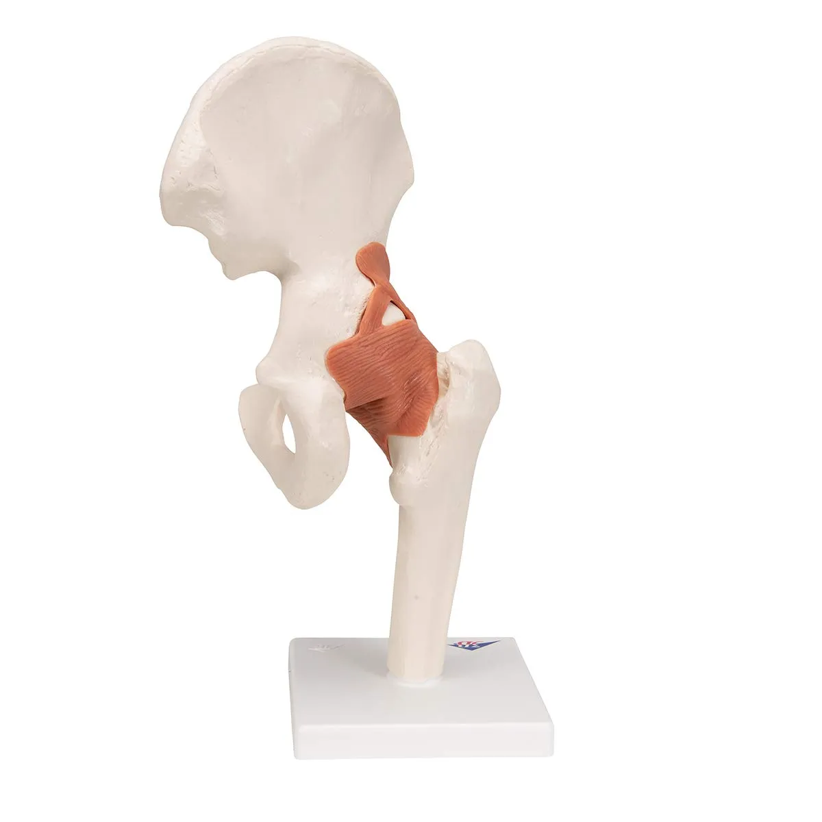 3B Scientific A81 Functional Hip Joint - 3B Smart Anatomy