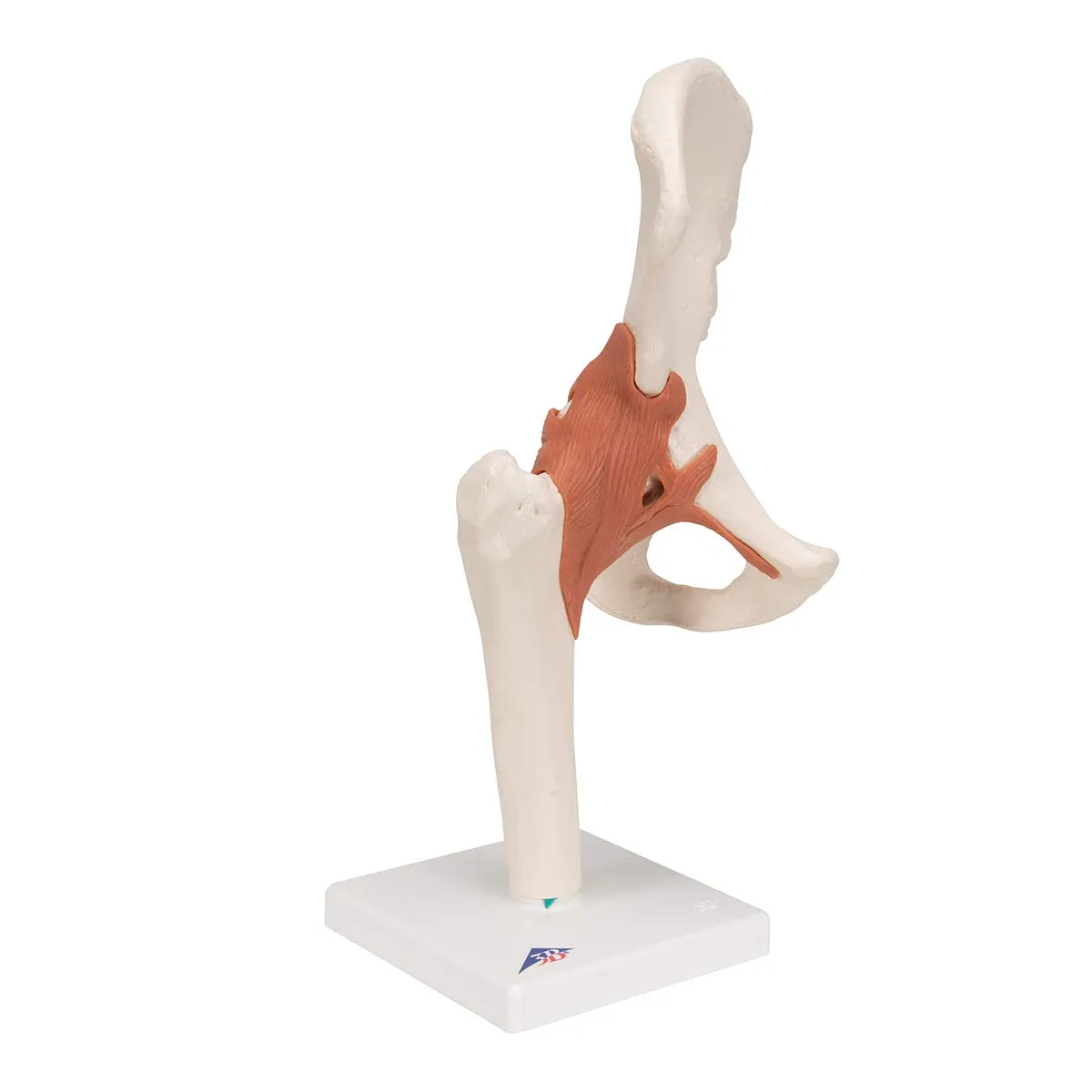 3B Scientific A81 Functional Hip Joint - 3B Smart Anatomy