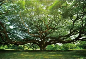 7x5ft Huge Tree Backdrop Rural Scenery Field Summer Autumn Countryside Outdoor Picnic Travel Background Grassland Nature Scenery Kids Adult Wedding Photos Booth Shoot Studio Props Vinyl