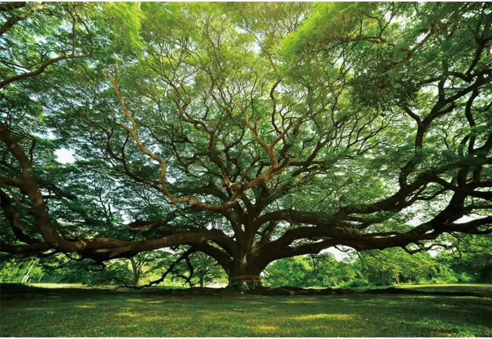 7x5ft Huge Tree Backdrop Rural Scenery Field Summer Autumn Countryside Outdoor Picnic Travel Background Grassland Nature Scenery Kids Adult Wedding Photos Booth Shoot Studio Props Vinyl