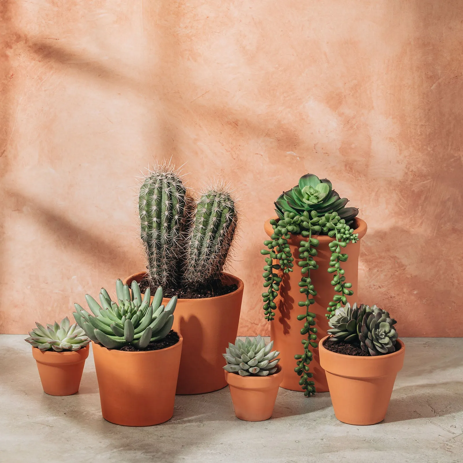French Clay/Terracotta Blush