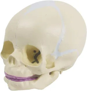 Human Infant Skull Model, Life Sized Fetus Skull, Anatomy Baby Skull Model for Medical Teaching Learning, Kids Learning Education Display Tool, Hand Painted