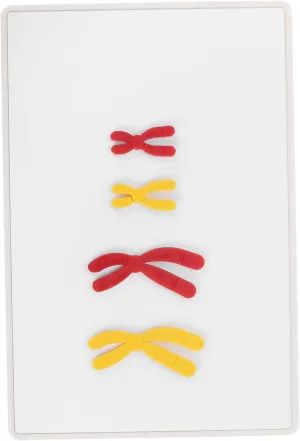 Kisangel Biology Supply Middle School Change Models Easy Magnetic Assembly Display