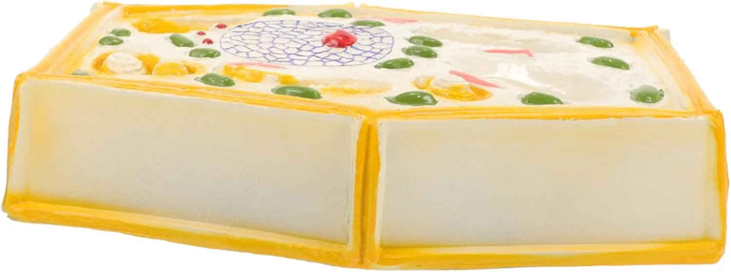 Kisangel Plant Cell Display Model for Classroom Plant Cell Model for Biology Education Realistic Teaching Tool for Middle School Science for Learning