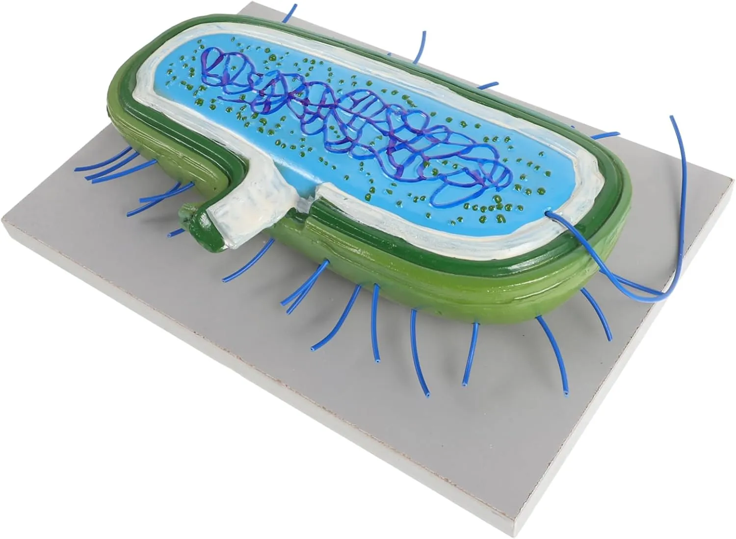 Kisangel Versatile Microbiology Models for Education Detailed Anatomy Cell Models for School Supply Enhance Learning in Biology and Microbiology with Engaging Teaching Resources