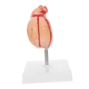 Medical Anatomical Model Real Human Stomach Simulation Wall for Sciences Teaching