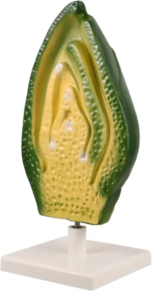 Plant Embryo Model for Biology Education Anatomy Teaching Aid for Classrooms and Labs Engaging Plant Cell Structure Visualization for Middle and High School Students