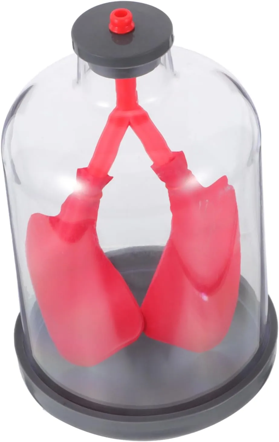 PRETYZOOM Interactive Human Lung Model Toy Detailed Lung Function Study for Middle School Biology