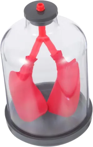 PRETYZOOM Interactive Human Lung Model Toy Detailed Lung Function Study for Middle School Biology