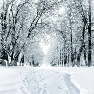 SJOLOON Winter Backdrop Snow Photography Backdrop Customized Vinyl Photo Background Studio JLT-9207(10x10FT)